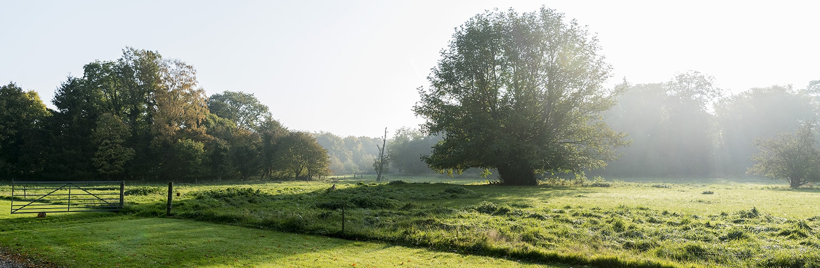 Landskab natur 