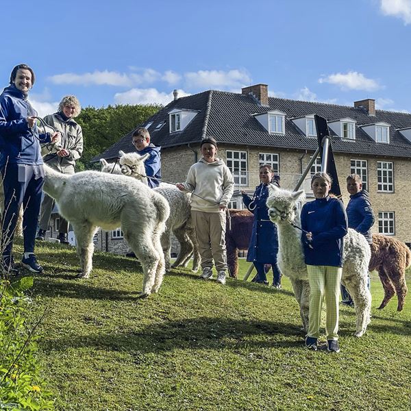 Julemærkehjemmet i Hobro med besøg af Alpacas of Fredly